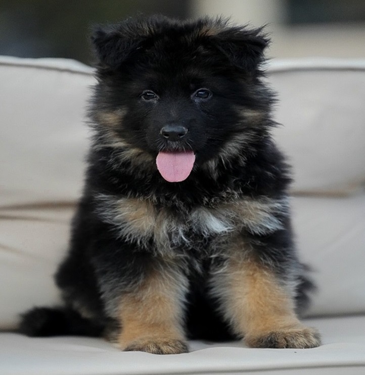 available German Shepherd puppies