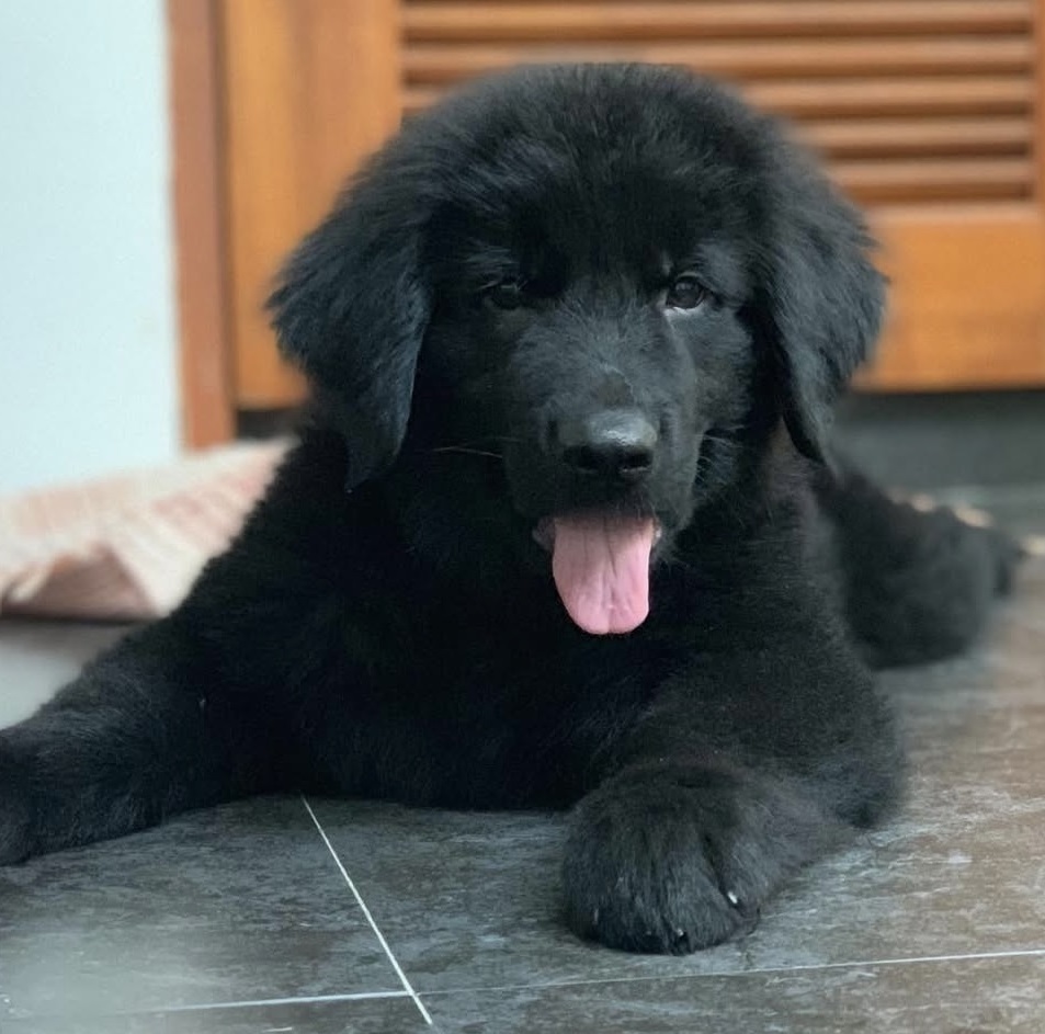 available German Shepherd puppies